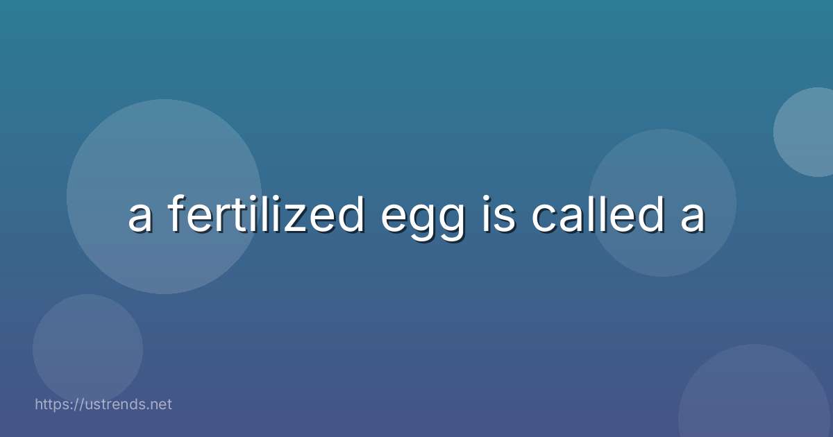 a fertilized egg is called a