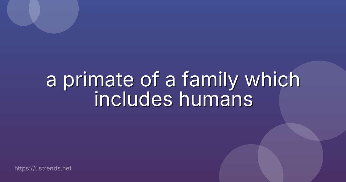 a primate of a family which includes humans