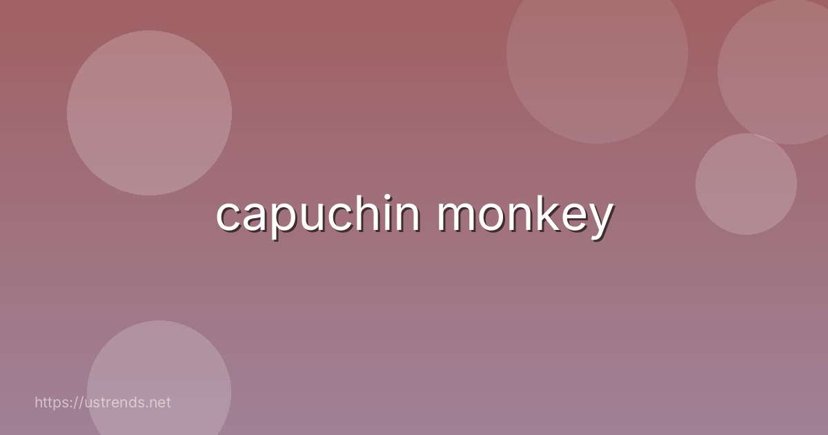 capuchin monkey