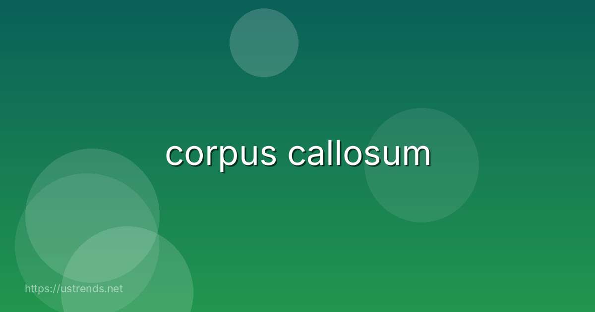 corpus callosum