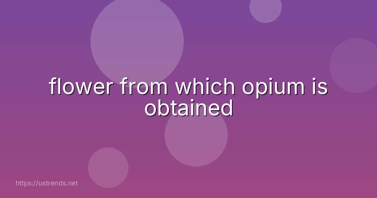 flower from which opium is obtained