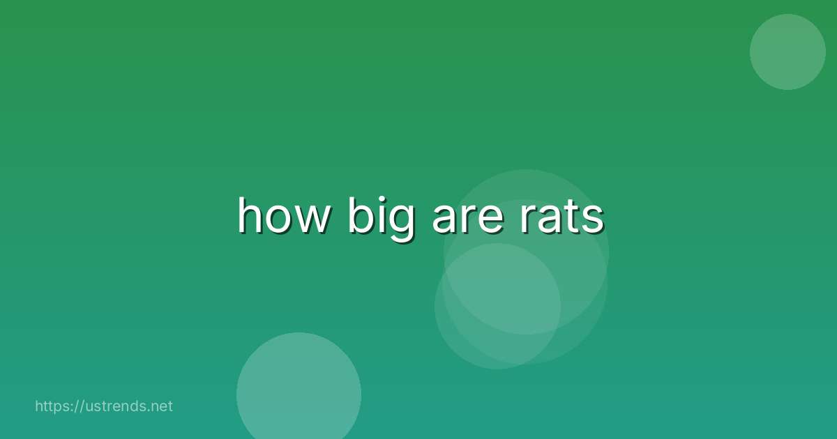 how big are rats