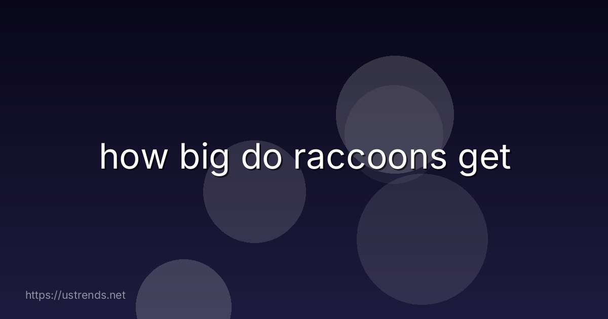 how big do raccoons get