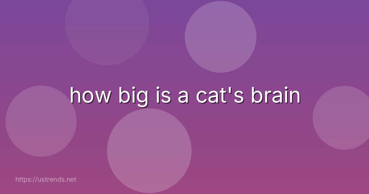 how big is a cat's brain