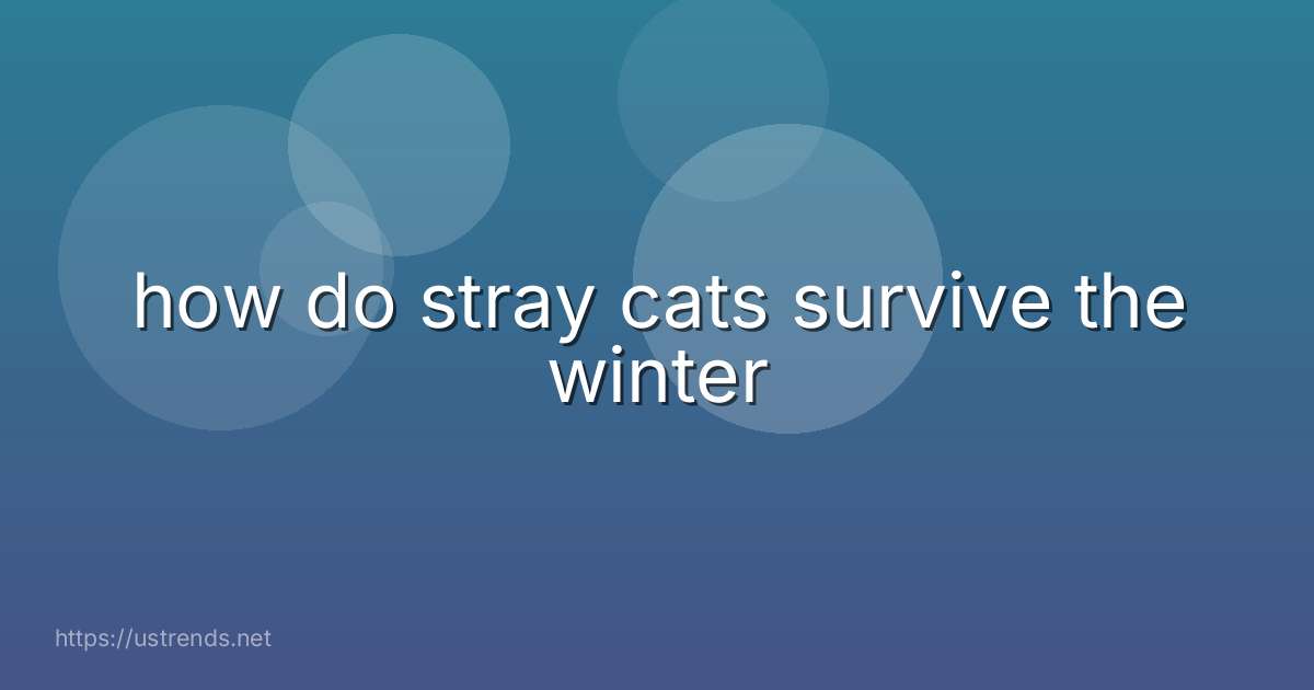 how do stray cats survive the winter