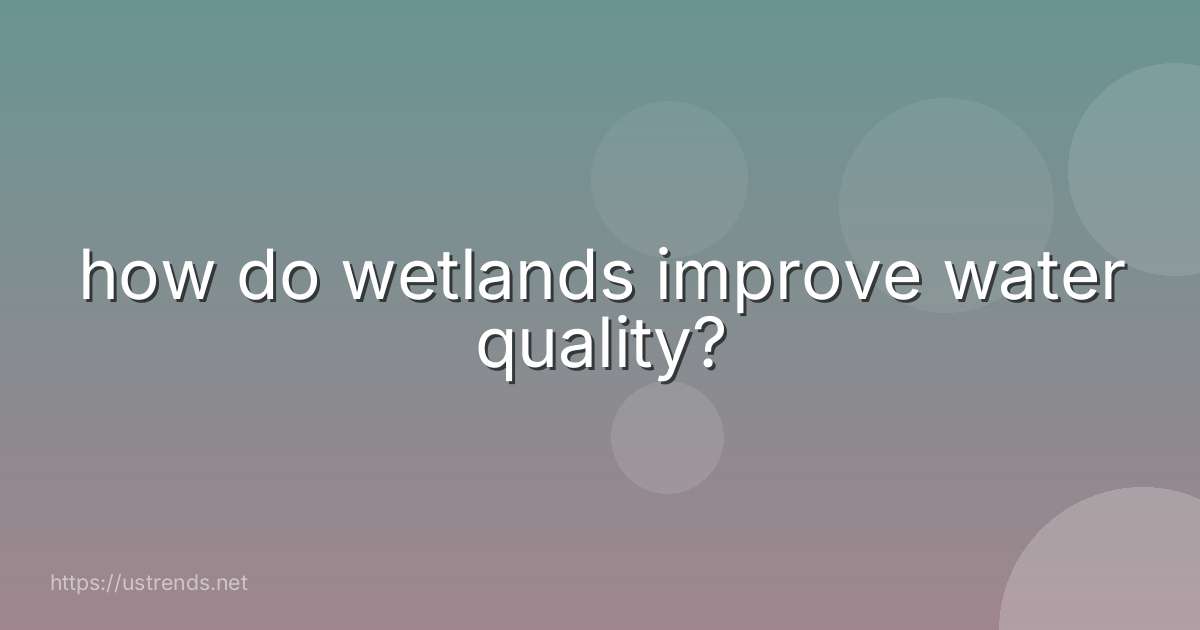 how do wetlands improve water quality?