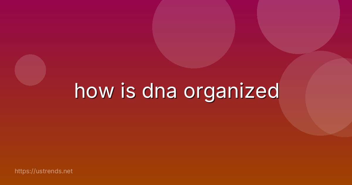 how is dna organized
