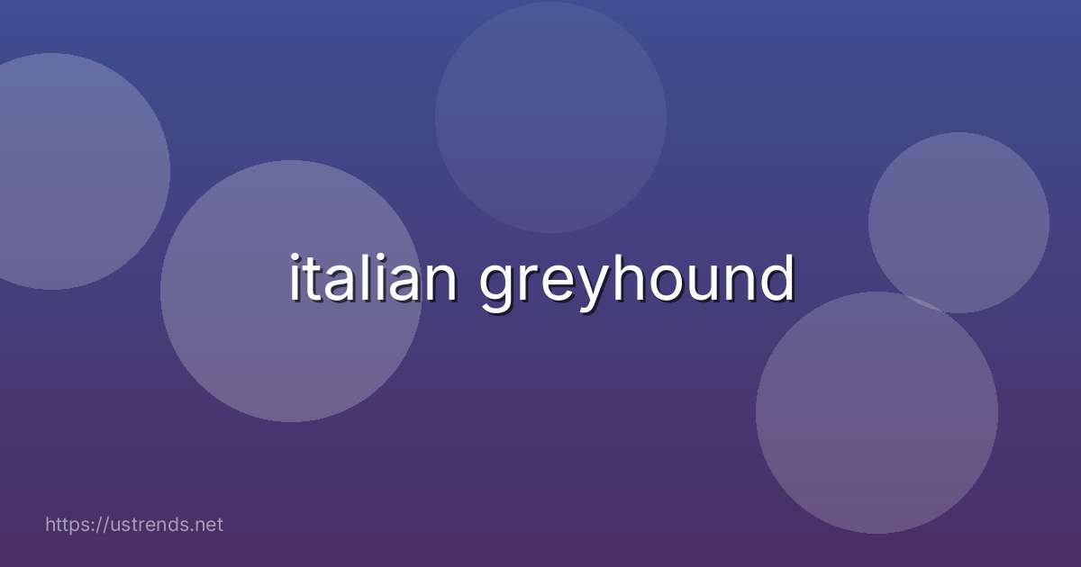 italian greyhound