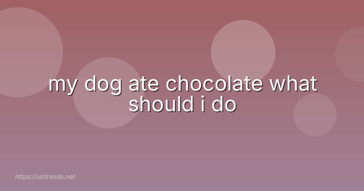 my dog ate chocolate what should i do