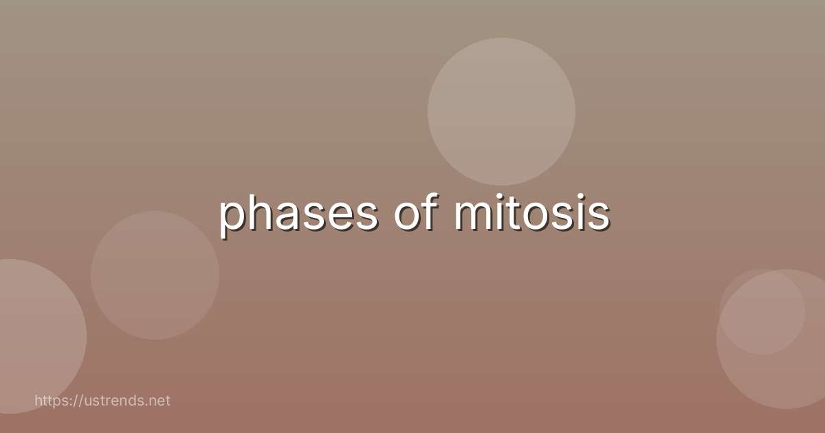 phases of mitosis