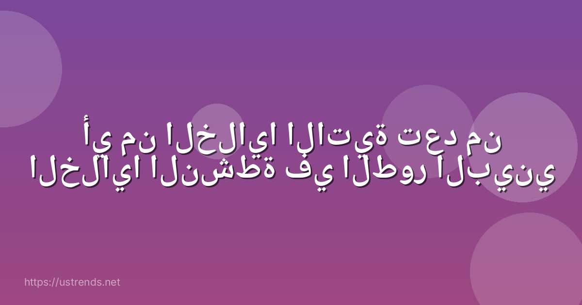أي من الخلايا الاتية تعد من الخلايا النشطة في الطور البيني
