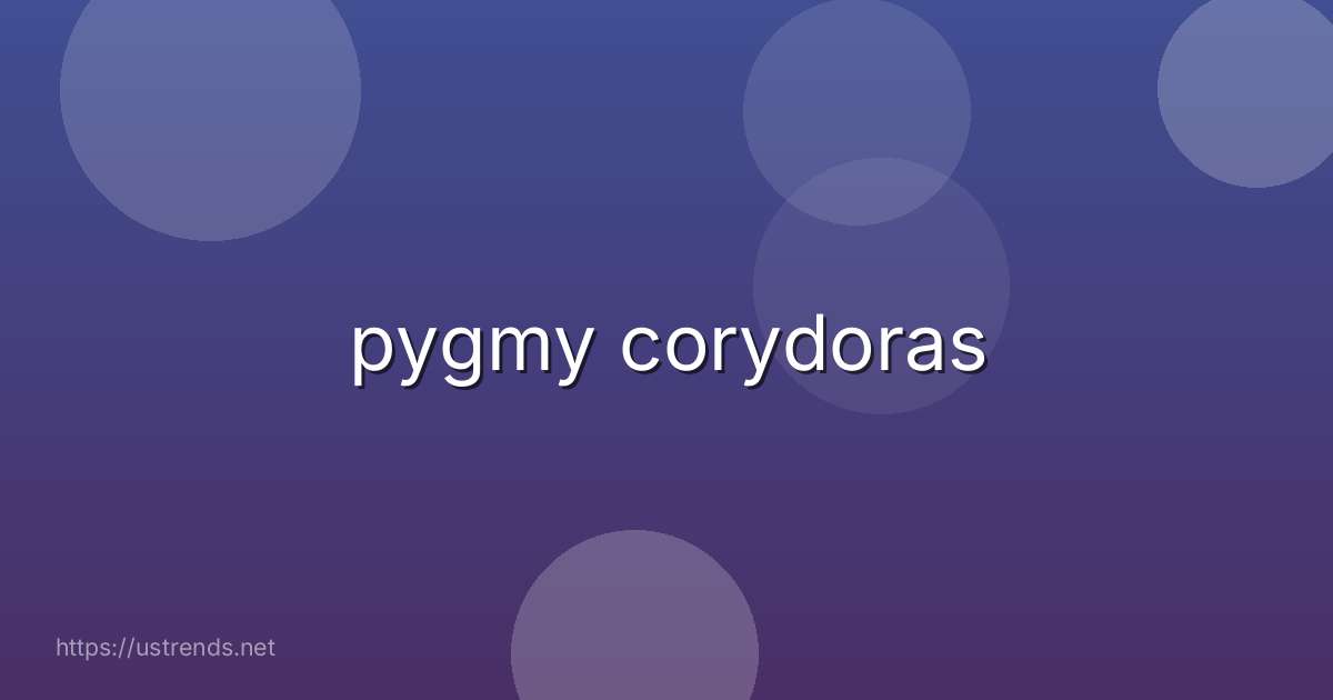 pygmy corydoras