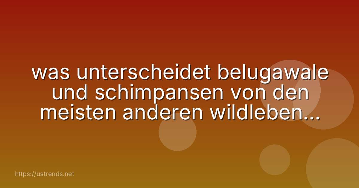 was unterscheidet belugawale und schimpansen von den meisten anderen wildlebenden säugetierarten