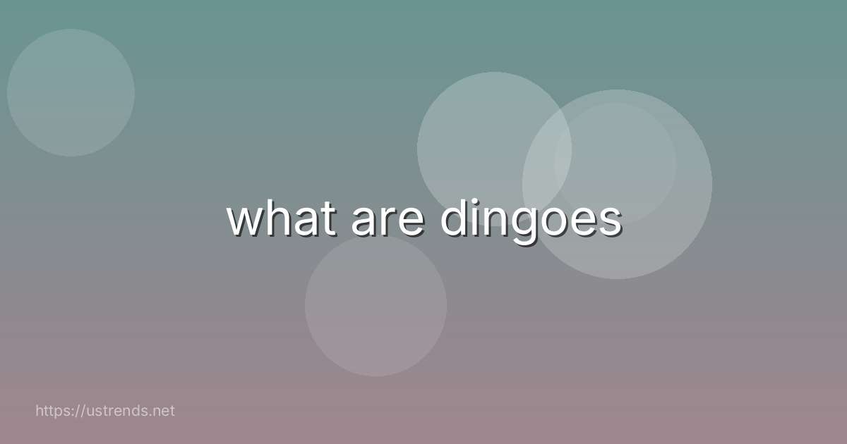 what are dingoes