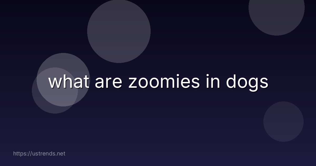 what are zoomies in dogs