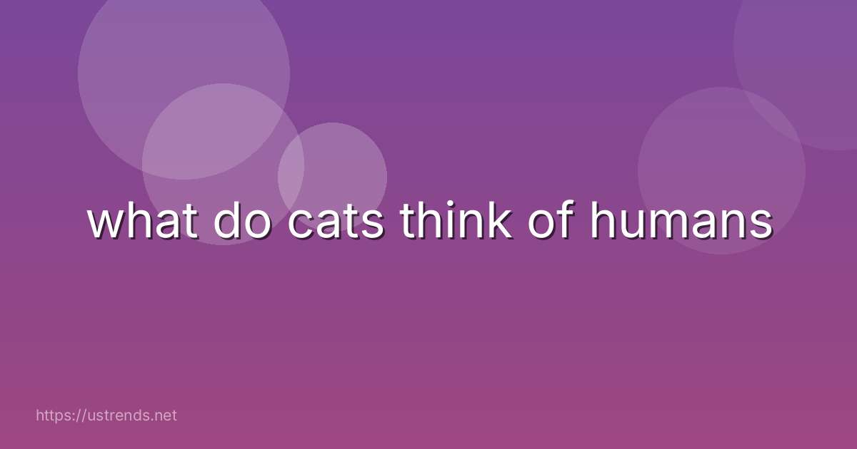 what do cats think of humans