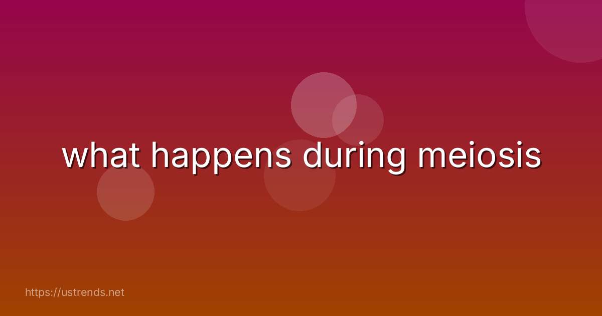 what happens during meiosis