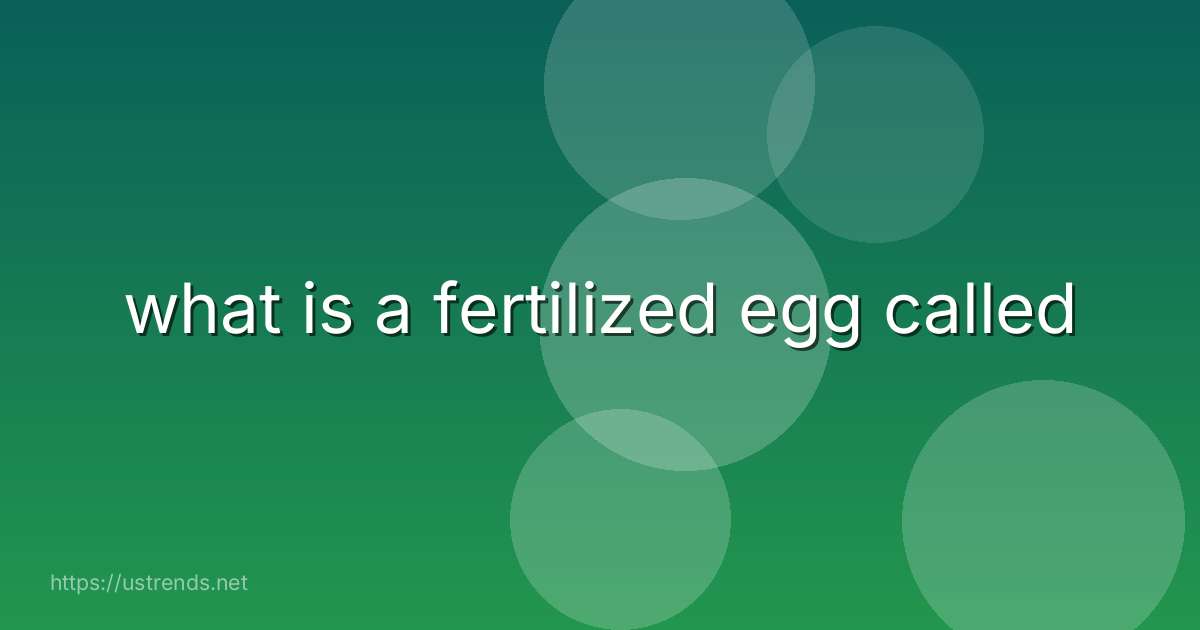 what is a fertilized egg called