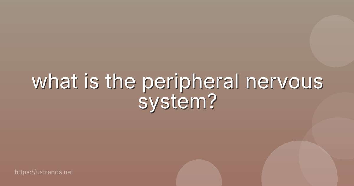 what is the peripheral nervous system?