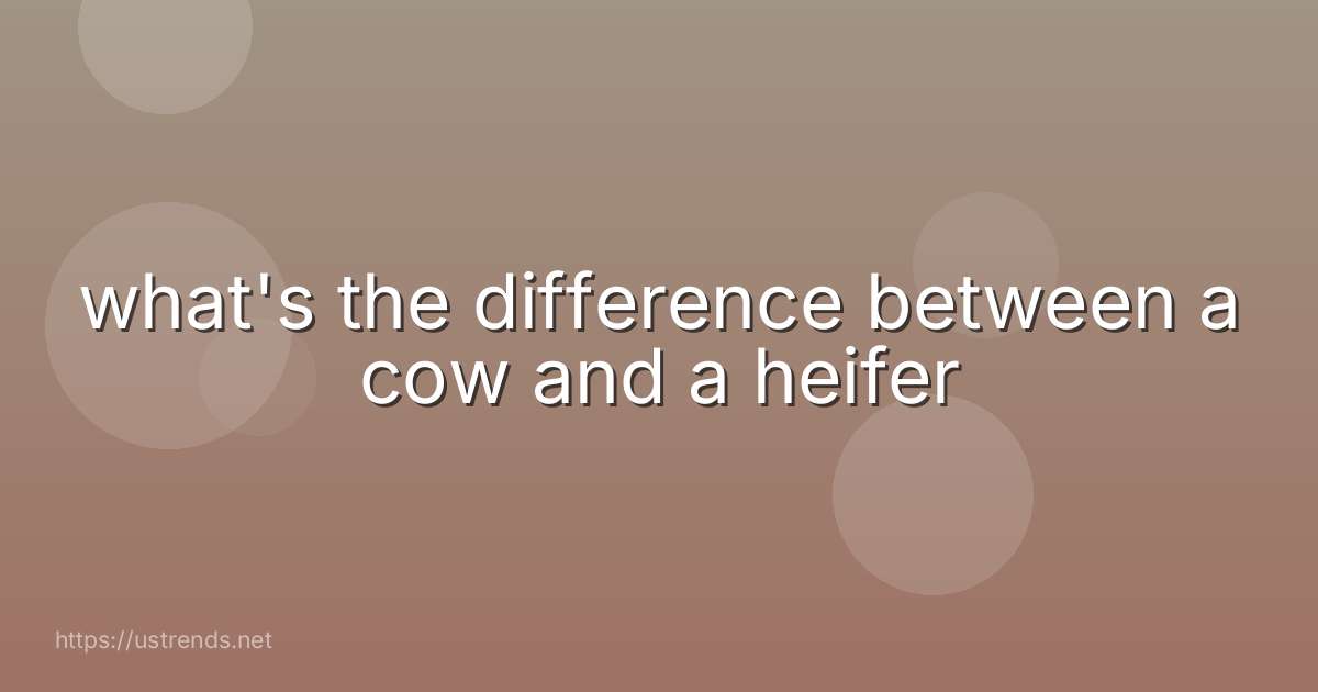 what's the difference between a cow and a heifer