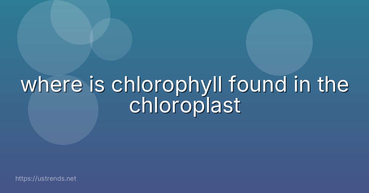 where is chlorophyll found in the chloroplast