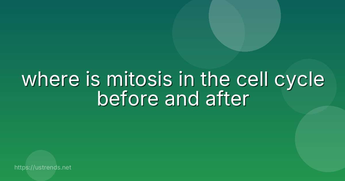 where is mitosis in the cell cycle before and after