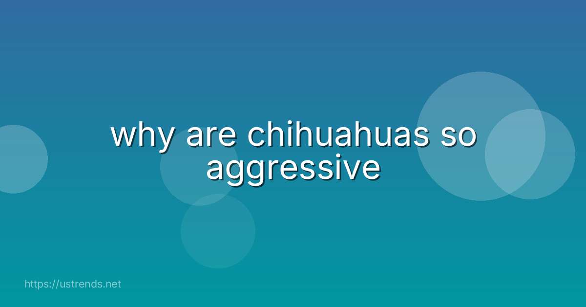 why are chihuahuas so aggressive