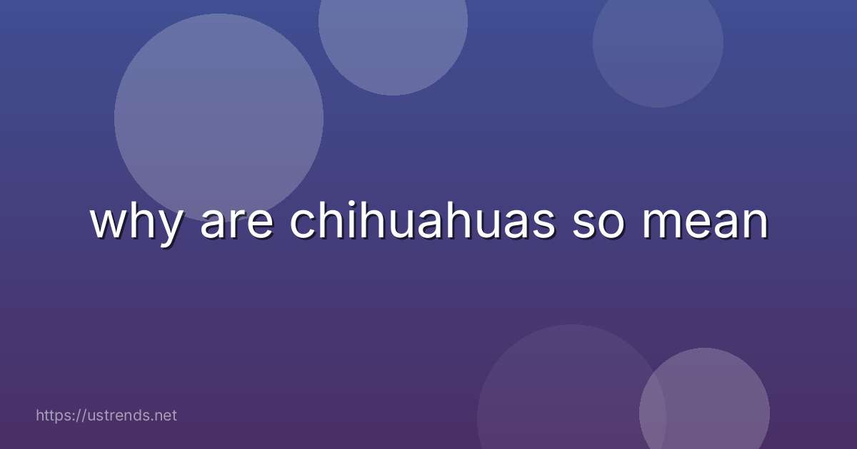 why are chihuahuas so mean