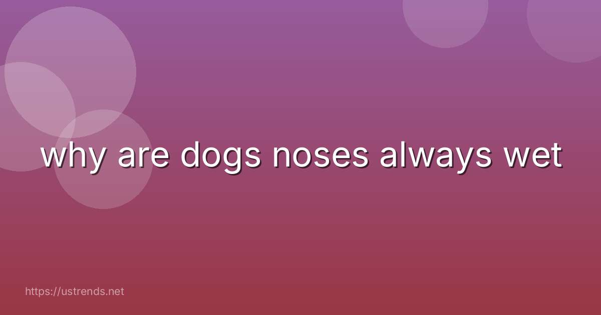 why are dogs noses always wet