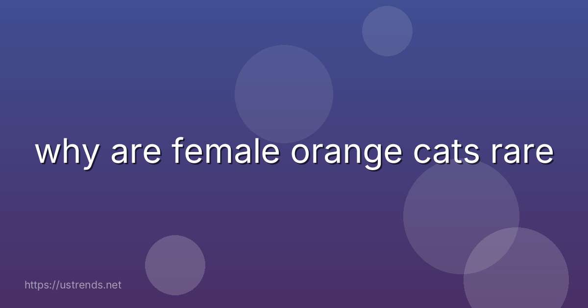 why are female orange cats rare