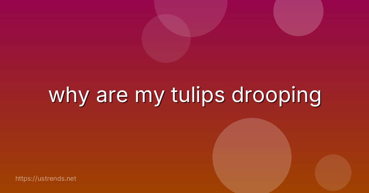 why are my tulips drooping