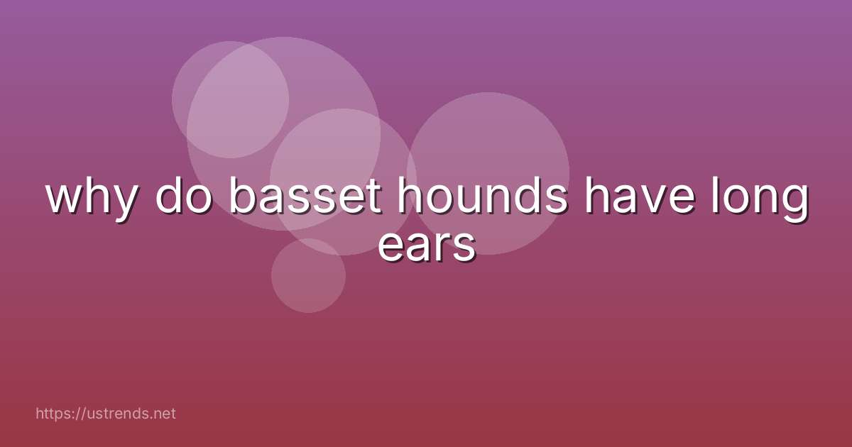 why do basset hounds have long ears