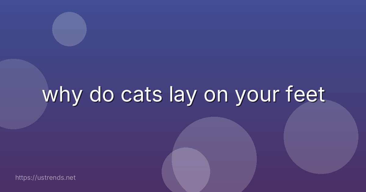 why do cats lay on your feet