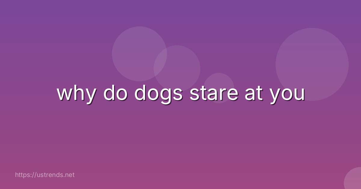 why do dogs stare at you