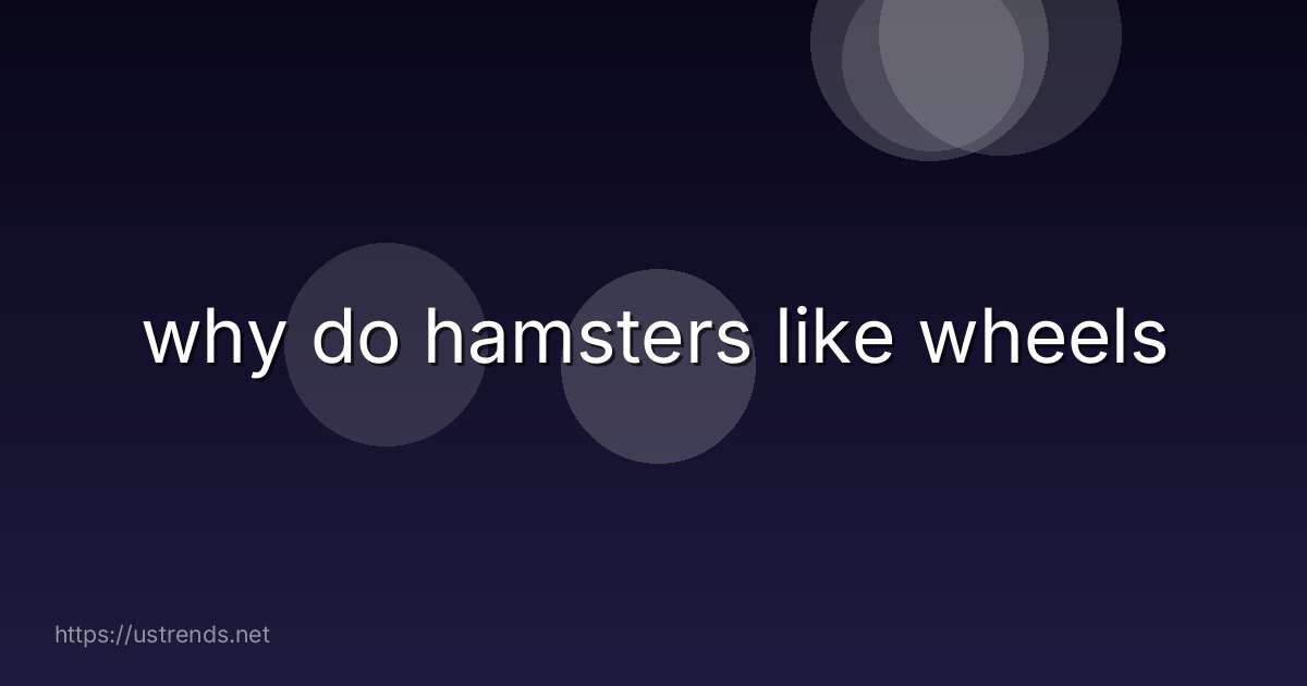 why do hamsters like wheels